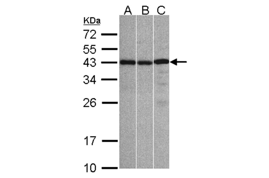 ZC3H8 antibody from Signalway Antibody (23160) - Antibodies.com
