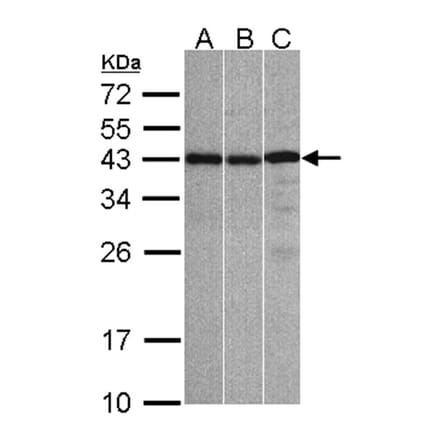 ZC3H8 antibody from Signalway Antibody (23160) - Antibodies.com