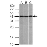 ZC3H8 antibody from Signalway Antibody (23160) - Antibodies.com