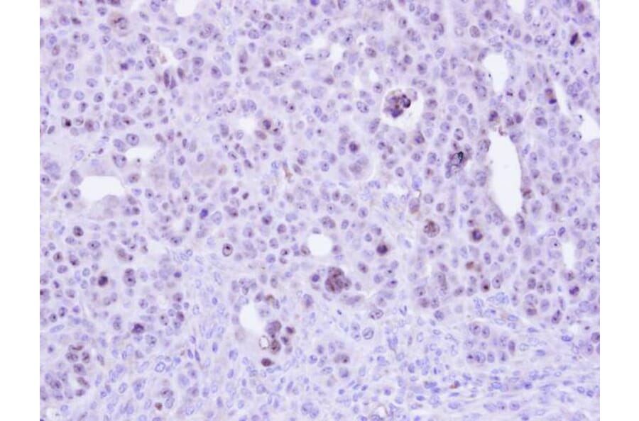 Immunohistochemistry - ZC3H8 antibody from Signalway Antibody (23160) - Antibodies.com