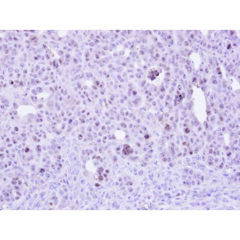 Immunohistochemistry - ZC3H8 antibody from Signalway Antibody (23160) - Antibodies.com