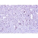 Immunohistochemistry - ZC3H8 antibody from Signalway Antibody (23160) - Antibodies.com