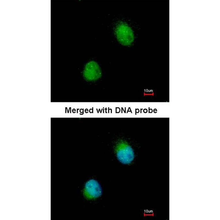 Immunofluorescence - ZC3H8 antibody from Signalway Antibody (23160) - Antibodies.com