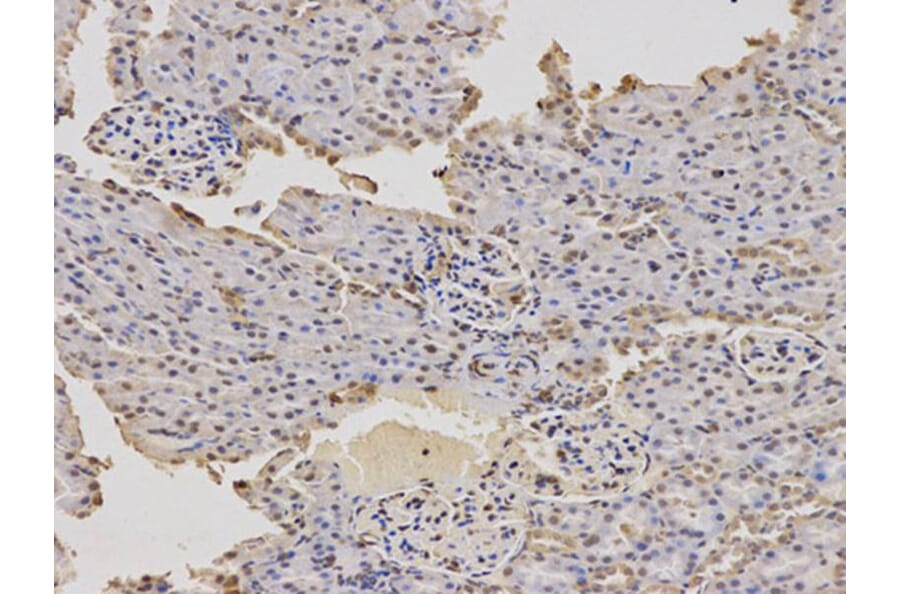 Immunohistochemistry - DDIT3 Antibody from Signalway Antibody (32021) - Antibodies.com
