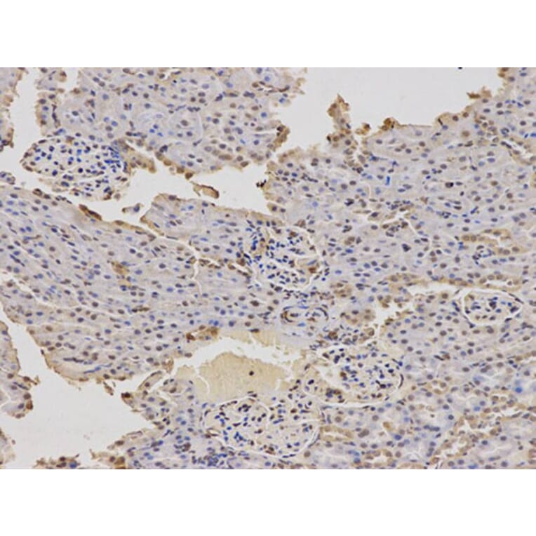 Immunohistochemistry - DDIT3 Antibody from Signalway Antibody (32021) - Antibodies.com