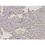 Immunohistochemistry - DDIT3 Antibody from Signalway Antibody (32021) - Antibodies.com