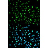 Immunofluorescence - DDIT3 Antibody from Signalway Antibody (32021) - Antibodies.com