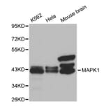 Western blot - MAPK1 Antibody from Signalway Antibody (32028) - Antibodies.com