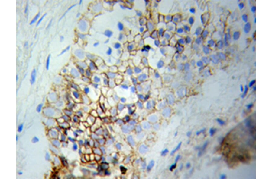 Immunohistochemistry - MAPK1 Antibody from Signalway Antibody (32028) - Antibodies.com