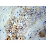 Immunohistochemistry - MAPK1 Antibody from Signalway Antibody (32028) - Antibodies.com