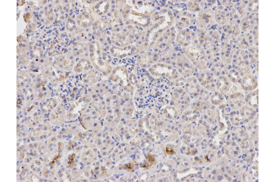 Immunohistochemistry - MAPK1 Antibody from Signalway Antibody (32028) - Antibodies.com