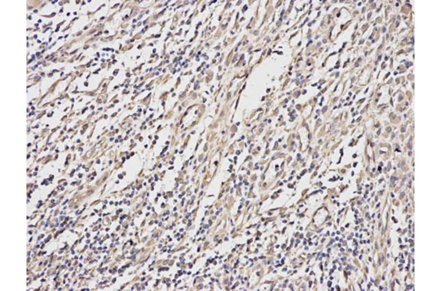 Immunohistochemistry - MAPK1 Antibody from Signalway Antibody (32028) - Antibodies.com