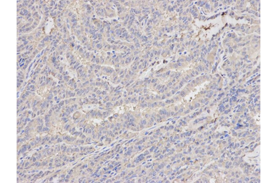 Immunohistochemistry - MAPK1 Antibody from Signalway Antibody (32028) - Antibodies.com
