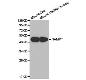 Western blot - NAMPT Antibody from Signalway Antibody (32047) - Antibodies.com