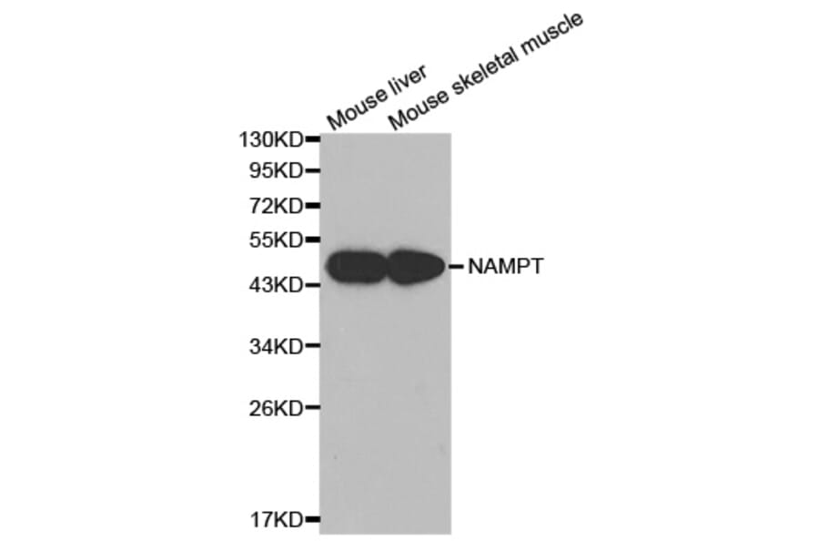Western blot - NAMPT Antibody from Signalway Antibody (32047) - Antibodies.com