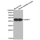 Western blot - NAMPT Antibody from Signalway Antibody (32047) - Antibodies.com