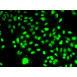 Immunofluorescence - NAMPT Antibody from Signalway Antibody (32047) - Antibodies.com