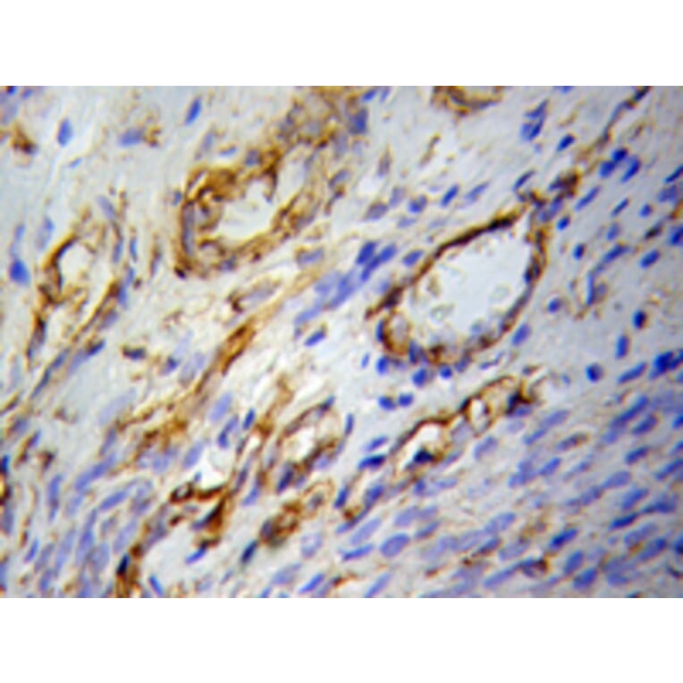 Immunohistochemistry - PPARG Antibody from Signalway Antibody (32055) - Antibodies.com