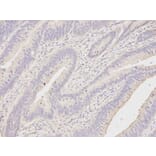 Immunohistochemistry - DDX58 Antibody from Signalway Antibody (32076) - Antibodies.com