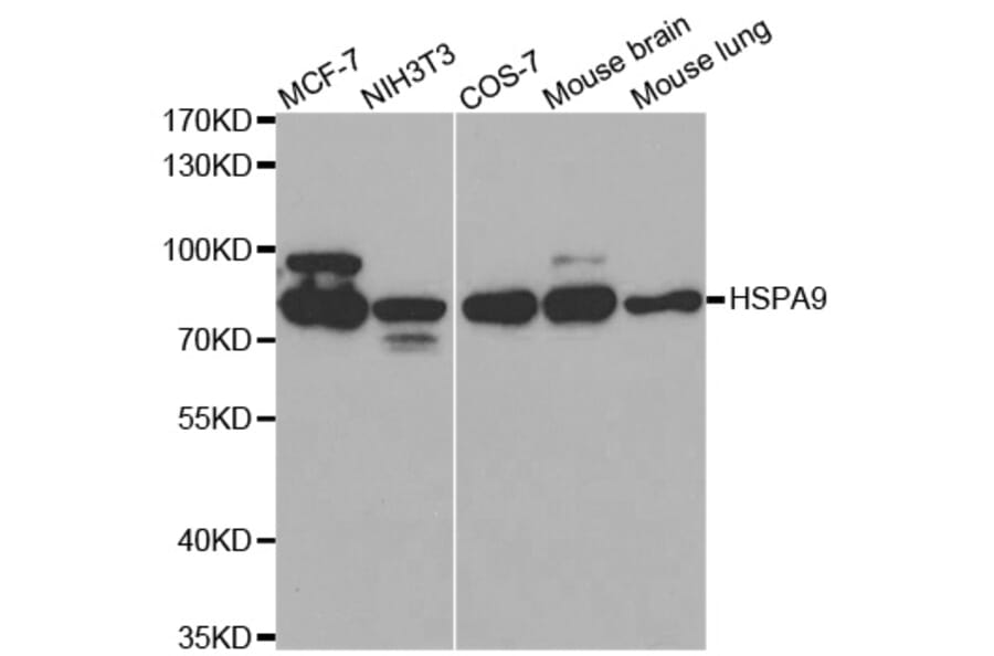 Western blot - HSPA9 Antibody from Signalway Antibody (32077) - Antibodies.com