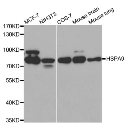 Western blot - HSPA9 Antibody from Signalway Antibody (32077) - Antibodies.com