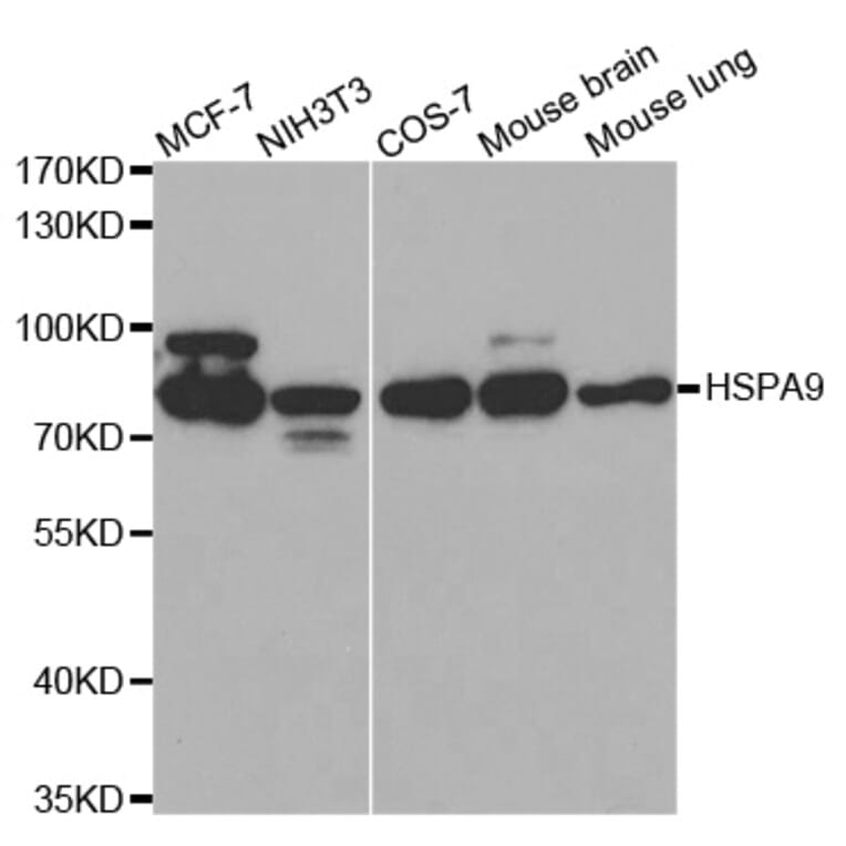 Western blot - HSPA9 Antibody from Signalway Antibody (32077) - Antibodies.com
