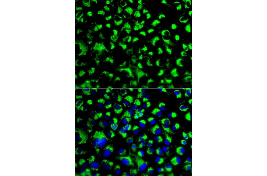 Immunofluorescence - HSPA9 Antibody from Signalway Antibody (32077) - Antibodies.com