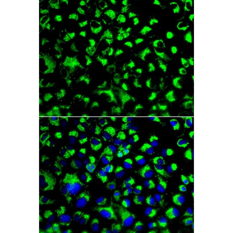 Immunofluorescence - HSPA9 Antibody from Signalway Antibody (32077) - Antibodies.com