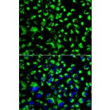 Immunofluorescence - HSPA9 Antibody from Signalway Antibody (32077) - Antibodies.com