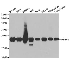 Western blot - PEBP1 Antibody from Signalway Antibody (32078) - Antibodies.com