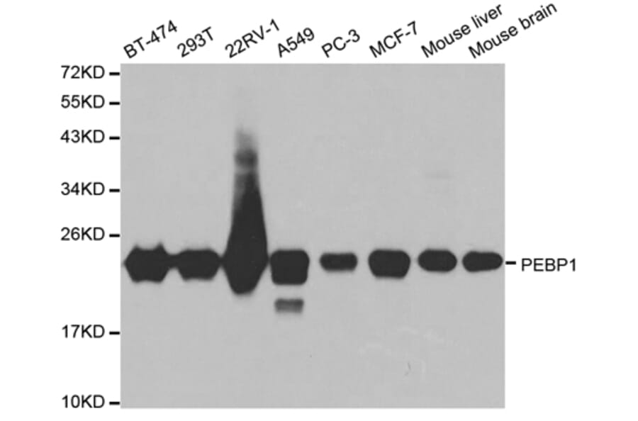 Western blot - PEBP1 Antibody from Signalway Antibody (32078) - Antibodies.com
