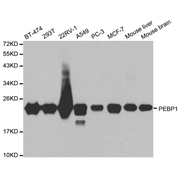 Western blot - PEBP1 Antibody from Signalway Antibody (32078) - Antibodies.com