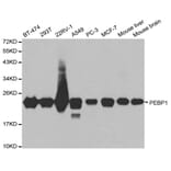 Western blot - PEBP1 Antibody from Signalway Antibody (32078) - Antibodies.com