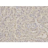 Immunohistochemistry - PEBP1 Antibody from Signalway Antibody (32078) - Antibodies.com