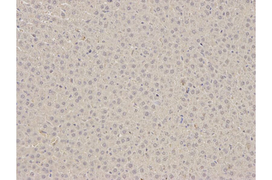 Immunohistochemistry - PEBP1 Antibody from Signalway Antibody (32078) - Antibodies.com