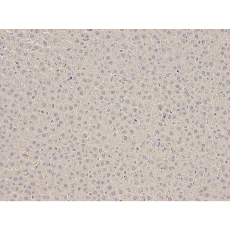 Immunohistochemistry - PEBP1 Antibody from Signalway Antibody (32078) - Antibodies.com