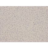 Immunohistochemistry - PEBP1 Antibody from Signalway Antibody (32078) - Antibodies.com