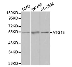 Western blot - ATG13 Antibody from Signalway Antibody (32084) - Antibodies.com