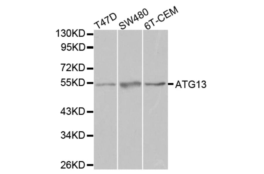 Western blot - ATG13 Antibody from Signalway Antibody (32084) - Antibodies.com