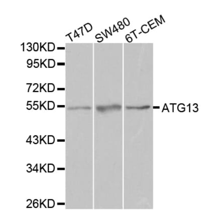 Western blot - ATG13 Antibody from Signalway Antibody (32084) - Antibodies.com