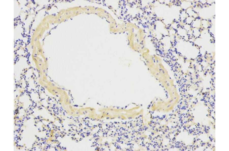 Immunohistochemistry - ATG13 Antibody from Signalway Antibody (32084) - Antibodies.com