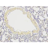 Immunohistochemistry - ATG13 Antibody from Signalway Antibody (32084) - Antibodies.com