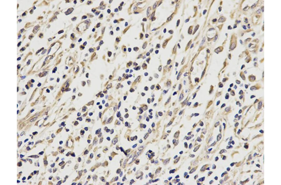 Immunohistochemistry - VDAC1 Antibody from Signalway Antibody (32089) - Antibodies.com