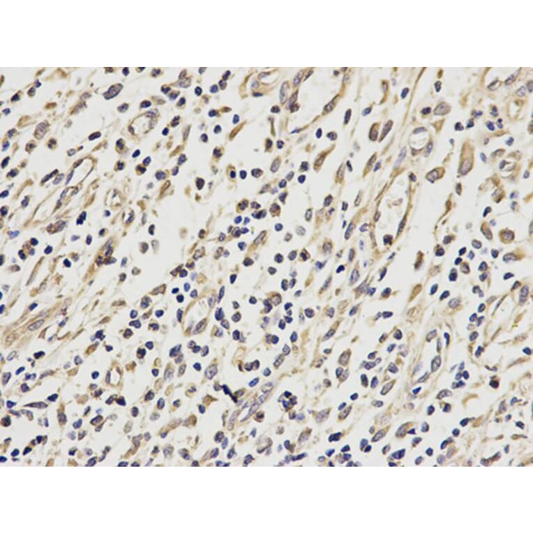 Immunohistochemistry - VDAC1 Antibody from Signalway Antibody (32089) - Antibodies.com