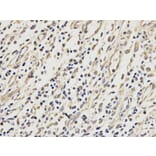 Immunohistochemistry - VDAC1 Antibody from Signalway Antibody (32089) - Antibodies.com