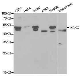 Western blot - IKBKG Antibody from Signalway Antibody (32092) - Antibodies.com