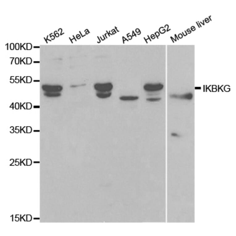 Western blot - IKBKG Antibody from Signalway Antibody (32092) - Antibodies.com