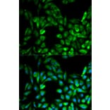 Immunofluorescence - IKBKG Antibody from Signalway Antibody (32092) - Antibodies.com