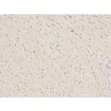 Immunohistochemistry - PARK2 Antibody from Signalway Antibody (32097) - Antibodies.com