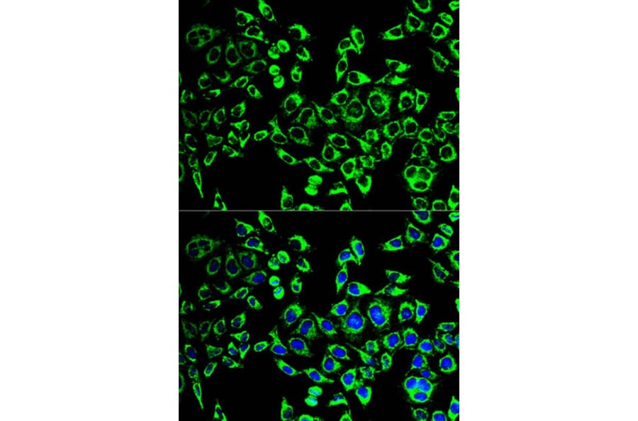Immunofluorescence - HSPD1 Antibody from Signalway Antibody (32098) - Antibodies.com